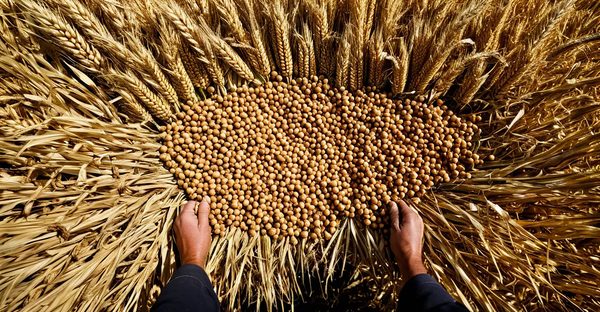 Moisson : les dernières actualités agricoles à ne pas manquer